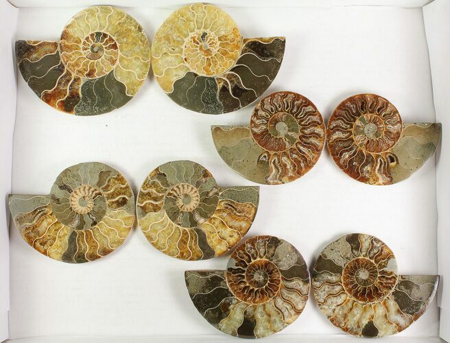 Lot: - Cut Ammonite Pairs (Grade B) - Pairs #77338